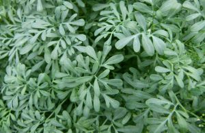 Leia mais sobre o artigo ▷ Sonhar Com Arruda (6 Significados Reveladores)