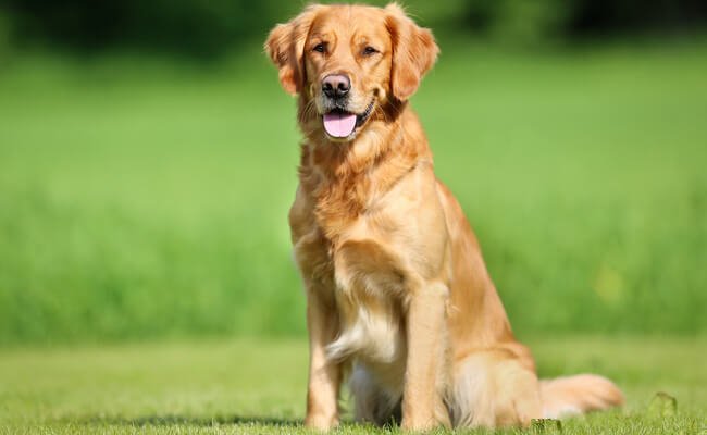 Sonhar com Cachorro no Jogo do Bicho - Números da Sorte!