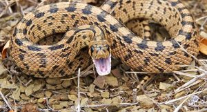 Leia mais sobre o artigo ▷ Sonhar Com Cobra 【Qual seu número da sorte?】