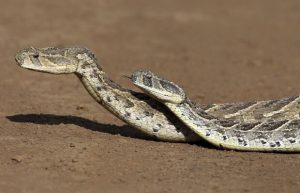 Leia mais sobre o artigo ▷ Sonhar Com Duas Cobras (15 Significados Reveladores)