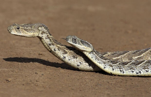 ▷ Sonhar Com Duas Cobras【15 Significados Reveladores】 -