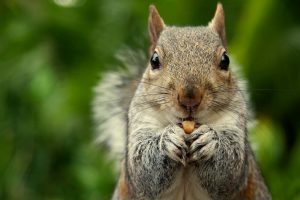 Leia mais sobre o artigo ▷ Sonhar Com Esquilo 【O que isso significa?】