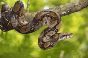 Leia mais sobre o artigo ▷ Sonhar Com Jiboia (12 Significados Reveladores)