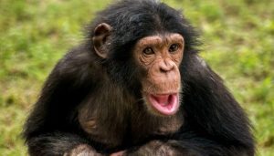 Leia mais sobre o artigo ▷ Sonhar Com Macaco é Sorte No Jogo Do Bicho?