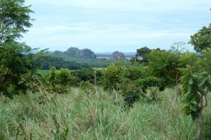 Leia mais sobre o artigo ▷ Sonhar Com Mato (14 Significados Reveladores)