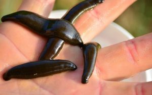 Leia mais sobre o artigo ▷ Sonhar Com Sanguessuga (O Que Isso Significa?)