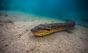 Leia mais sobre o artigo ▷ Sonhar Com Sucuri 【10 Significados Reveladores】