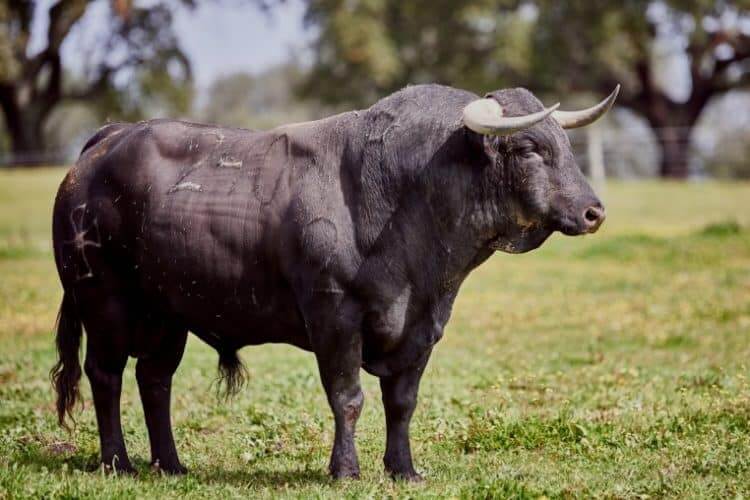 Sonhar com Cavalo no Jogo do Bicho - Números da Sorte!