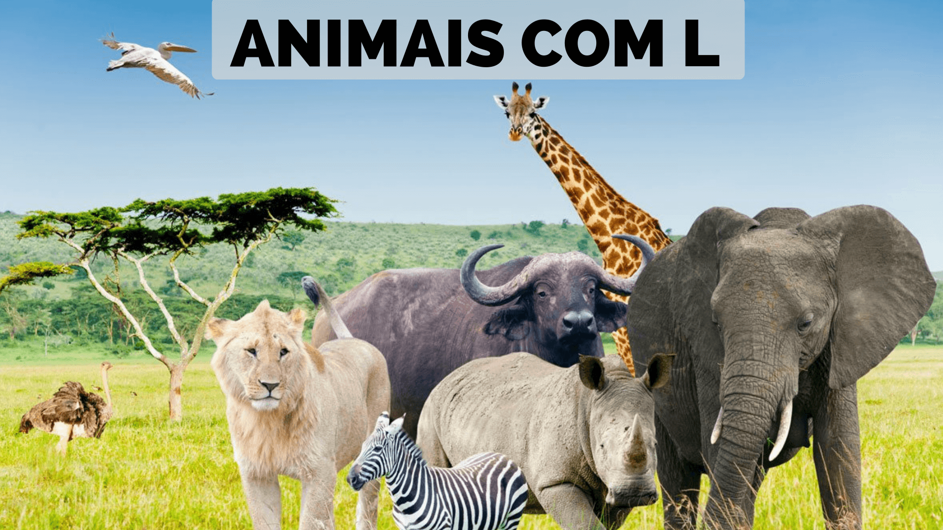 No momento, você está visualizando ▷ Animais Com L 【Lista Completa】