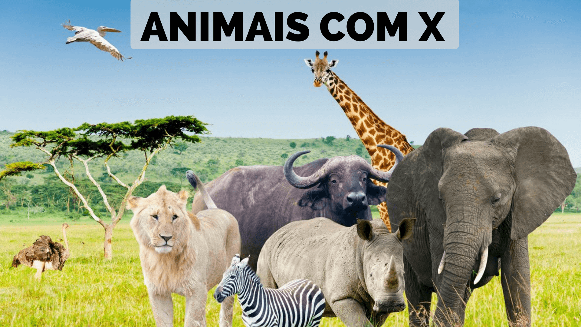 ▷ Animais Com X 【Lista Completa】 -