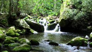 Leia mais sobre o artigo ▷ Sonhar Com Riacho – 【7 Significados Impressionantes】