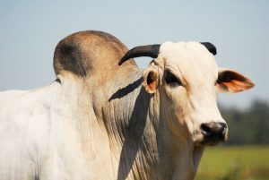 Leia mais sobre o artigo ▷ Sonhar Com Boi Bravo (Significado Surpreendente)