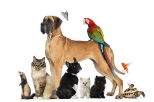 Leia mais sobre o artigo ▷ Sonhos Com Bichos – 【Significados Reveladores】