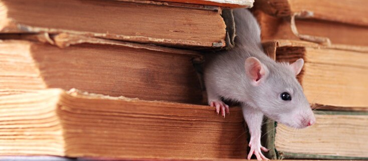rato dentro do livro