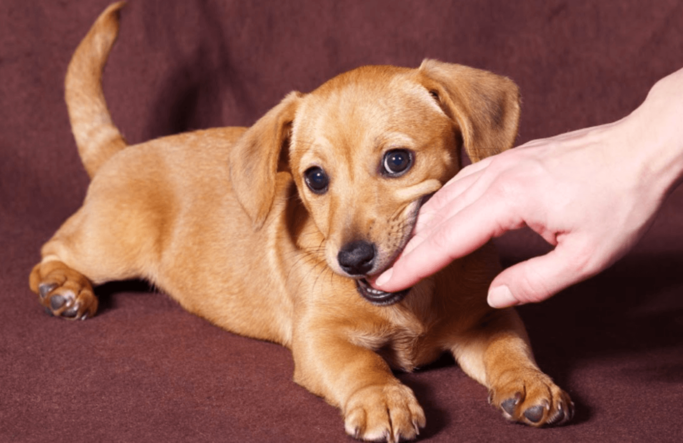 cachorro pequeno mordendo a mão de uma pessoa
