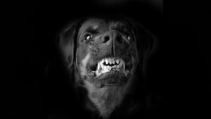 Leia mais sobre o artigo ▷ Sonhar Com Cachorro Preto Bravo 【Não se assuste com o significado】