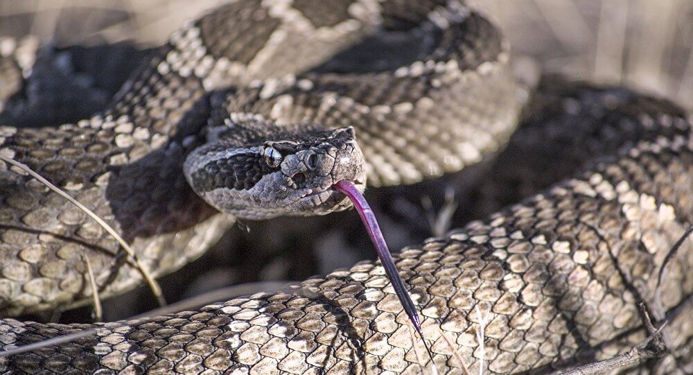 ▷ Sonhar Com Cobra É Sorte No Jogo Do Bicho? 