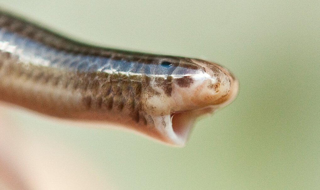 ▷ Sonhar Com Cobra Colorida (12 Significados) 