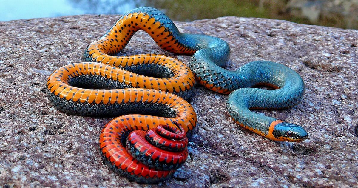 O que significa sonhar com cobra colorida? - Sonhar com - Significado dos  Sonhos