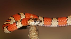 Leia mais sobre o artigo ▷ Sonhar Com Cobra Coral (Não Se Assuste Com o Significado)