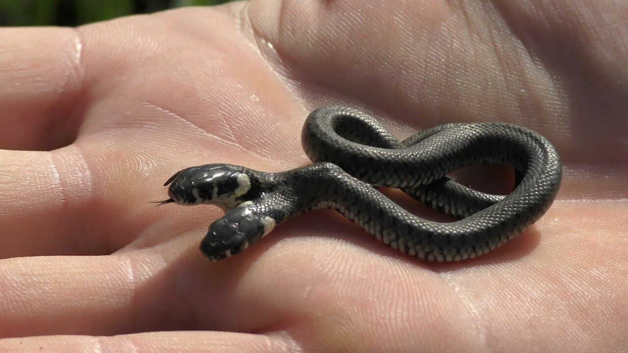 ▷ Sonhar Com Cobra É Sorte No Jogo Do Bicho? 