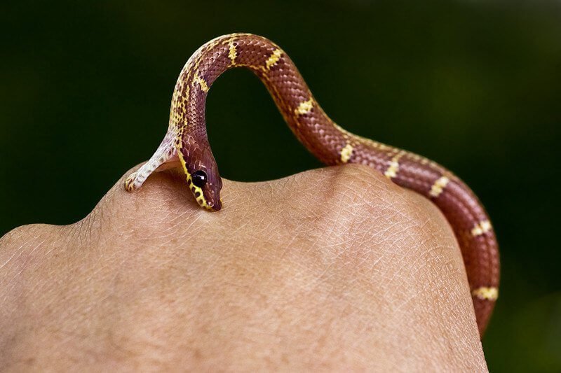 Números para quem sonha com cobra