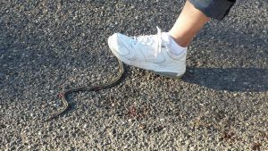 Leia mais sobre o artigo ▷ Sonhar Com Cobra Morta – É Mau Presságio?