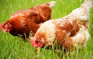 Leia mais sobre o artigo ▷ Sonhar Com Galinha Bicando 【5 Significados Reveladores】