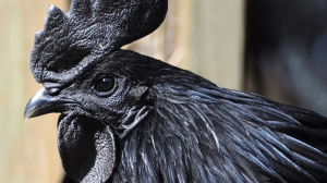 Leia mais sobre o artigo ▷ Sonhar Com Galinha Preta 【Significa notícias ruins?】