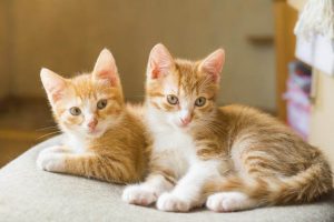 Leia mais sobre o artigo ▷ Sonhar Com Gato Amarelo – Significado Surpreendente