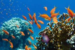 Leia mais sobre o artigo ▷ Sonhar Com Peixe Vivo (O Significado é Impressionante)