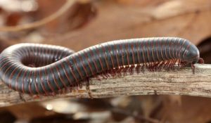 Leia mais sobre o artigo ▷ Sonhar Com Piolho De Cobra – Significados Reveladores