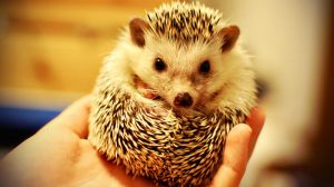 Leia mais sobre o artigo ▷ Sonhar Com Porco Espinho Significados Surpreendentes