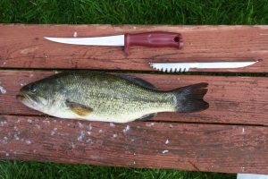 Leia mais sobre o artigo ▷ Sonhar Limpando Peixe 【7 Significados Reveladores】