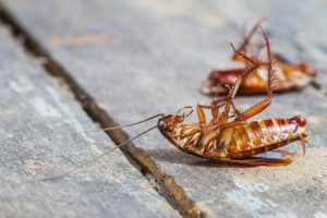 Leia mais sobre o artigo ▷ Sonhar Matando Barata 【Não se assuste com o significado】