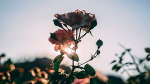 Leia mais sobre o artigo ▷ 8 Poesias Sobre a Vida Para Ler e Pensar