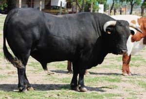 Leia mais sobre o artigo ▷ Sonhar Com Boi Preto (Significado Surpreendente)