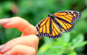 Leia mais sobre o artigo ▷ Sonhar Com Borboleta (13 Significados Reveladores)