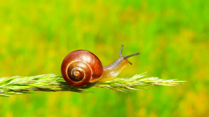 Leia mais sobre o artigo ▷ Sonhar Com Caracol 【O significado vai te surpreender】