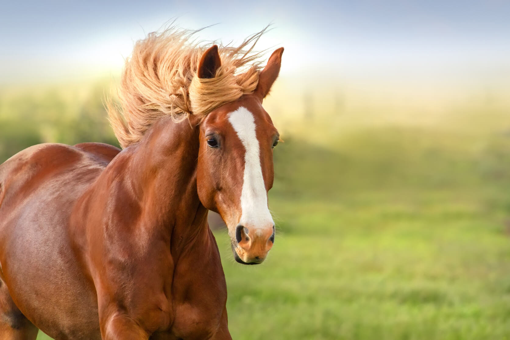 Sonhar com cavalo marrom – Qual é o significado desse sonho?