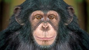 Leia mais sobre o artigo ▷ Sonhar Com Chimpanzé 【É mau presságio?】