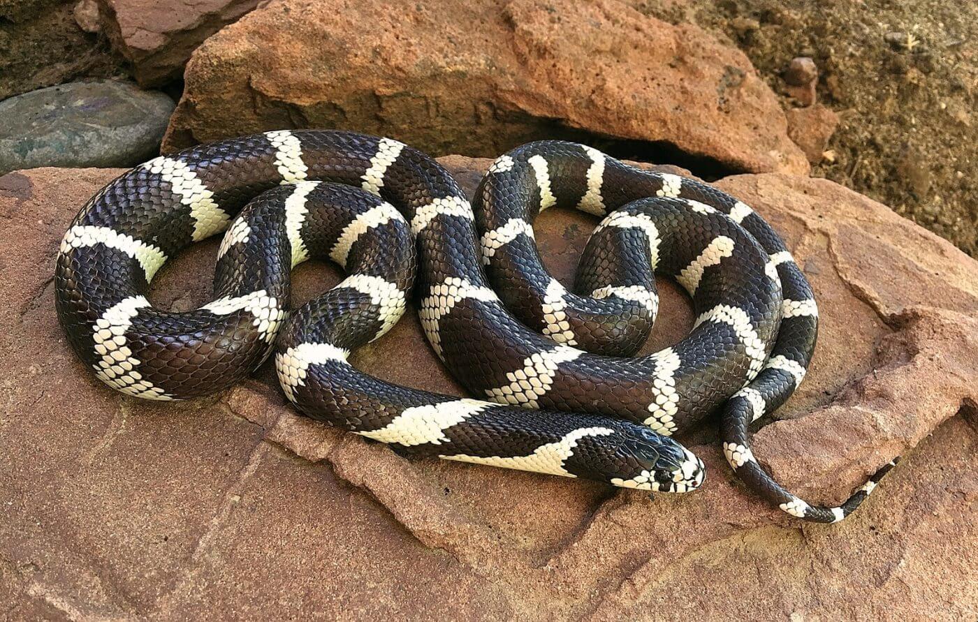 O Que Significa Sonhar Com Cobra Branca