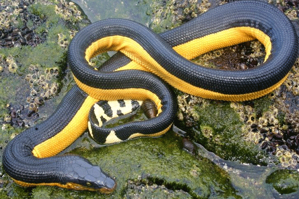 SONHAR COM COBRA AMARELA: Descubra o que significa o sonho com cobra amarela