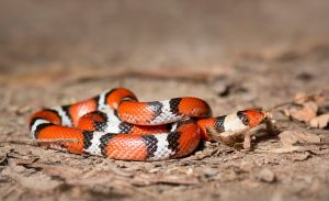 Leia mais sobre o artigo ▷ Sonhar Com Cobra Preta e Vermelha