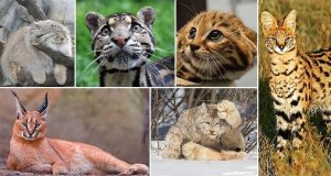 Leia mais sobre o artigo ▷ Sonhar Com Felinos – Significa Mau Presságio?