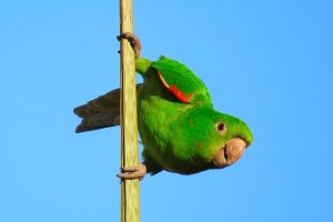 Leia mais sobre o artigo ▷ Sonhar Com Maritaca – Não Se Assuste Com o Significado