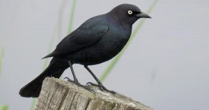 Leia mais sobre o artigo ▷ Sonhar Com Pássaro Preto (Significados Reveladores)