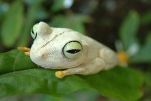 Leia mais sobre o artigo ▷ Sonhar Com Sapo Branco – O Que Significa?