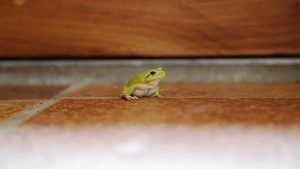 Leia mais sobre o artigo ▷ Sonhar Com Sapo Dentro De Casa 【5 Significados Reveladores】