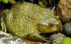 Leia mais sobre o artigo ▷ Sonhar Com Sapo Grande – É mau presságio?